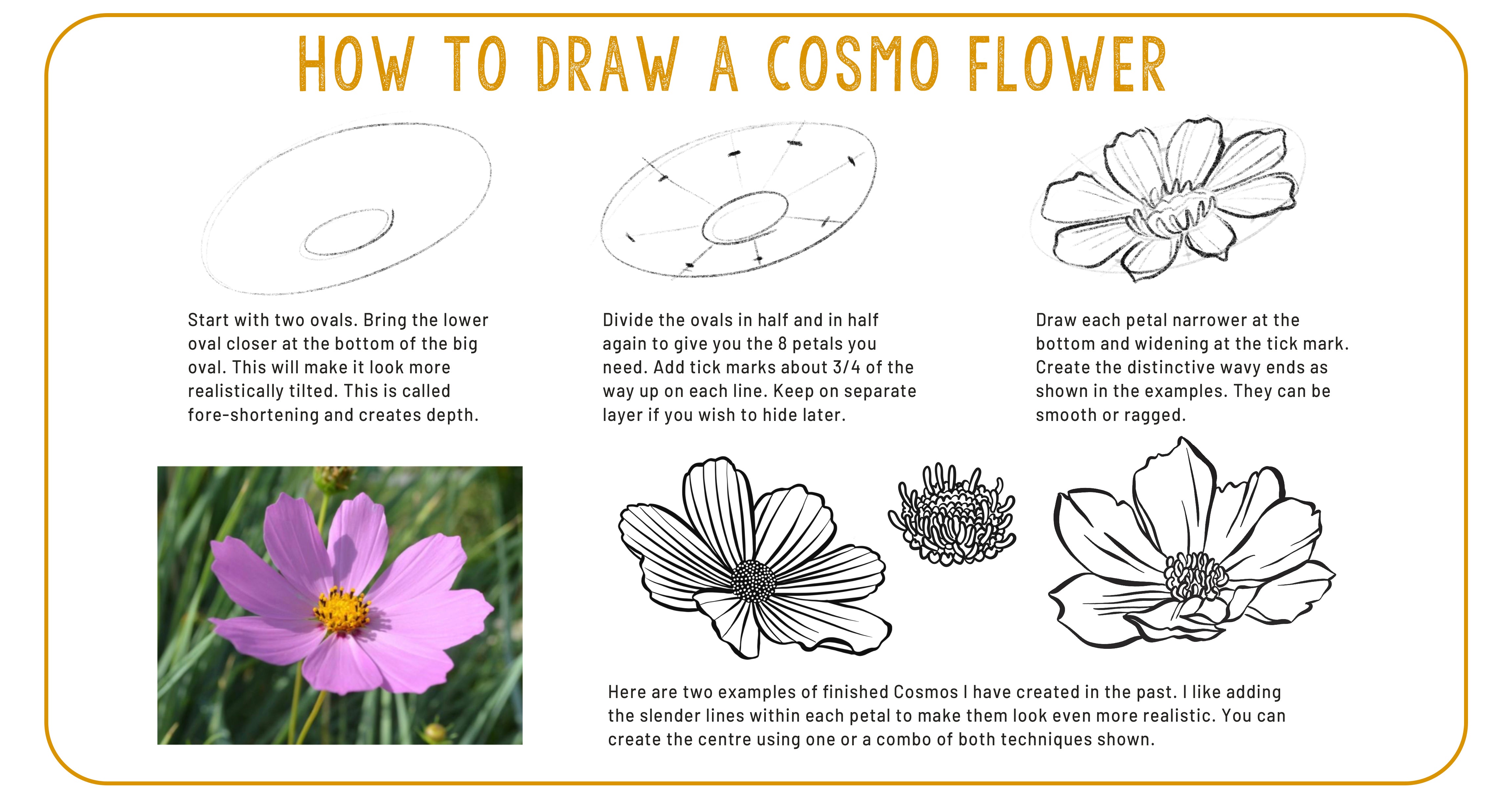 To Draw Cosmo How to Draw a Cosmo Flower – deloresartcanada